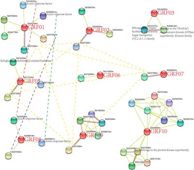 Identification, Molecular Characteristics, and Evolution of GRF Gene Family in Foxtail Millet (Setaria italica L.)